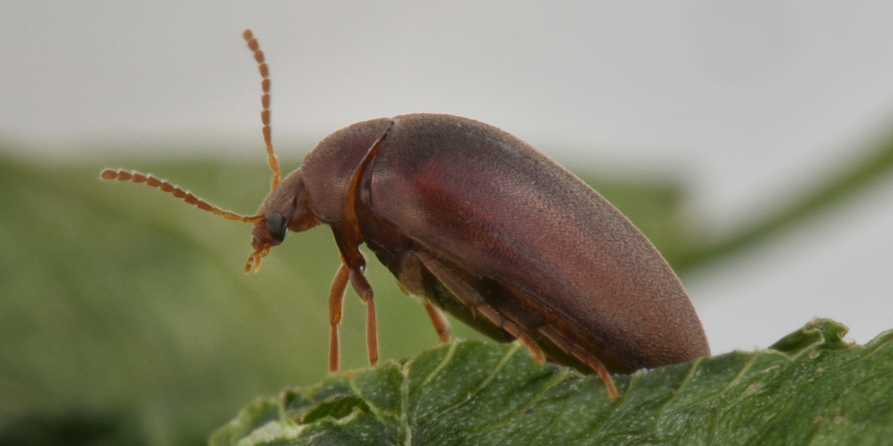 Eucinetidae: Nycteus meridionalis